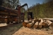 www.corwoodexport.eu-harvesting-wood-forest-summer