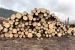 www.corwoodexport.eu-logs-wood-Slovakia-Europe-best
