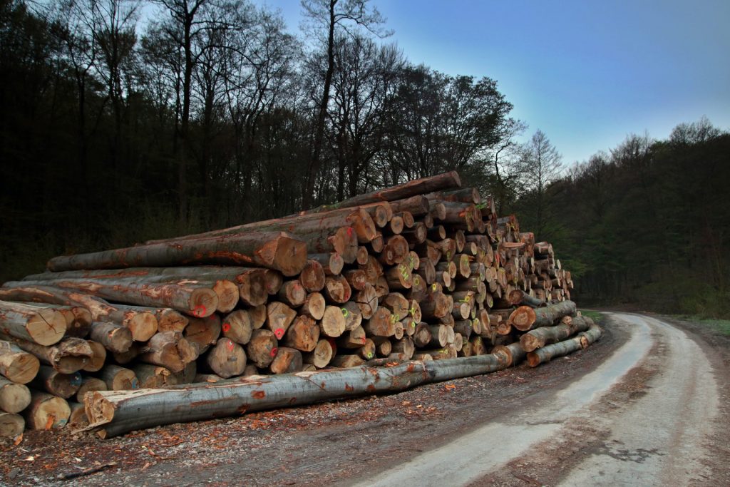 www.corwoodexport.eu-wood-logs-forest-Slovakia